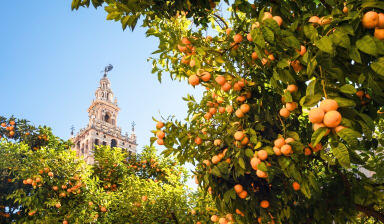 Orange trees full of ripe fruit frame the iconic Giralda tower in Seville, Spain, under a bright blue sky. The blend of lush greenery and historic architecture captures the sunny charm of Andalusia.