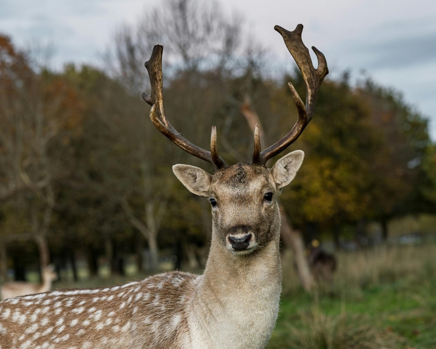 A close-up of a spotted fallow deer with large antlers standing in Phoenix Park, surrounded by autumn trees and grassy meadows.