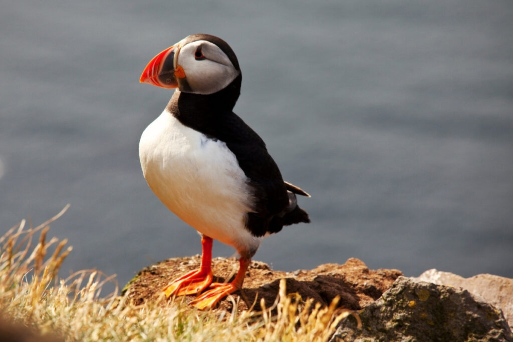 A puffin with bright orange beak and feet stands on a grassy cliff edge overlooking the sea, likely at the Cliffs of Moher, with the ocean softly blurred in the background.