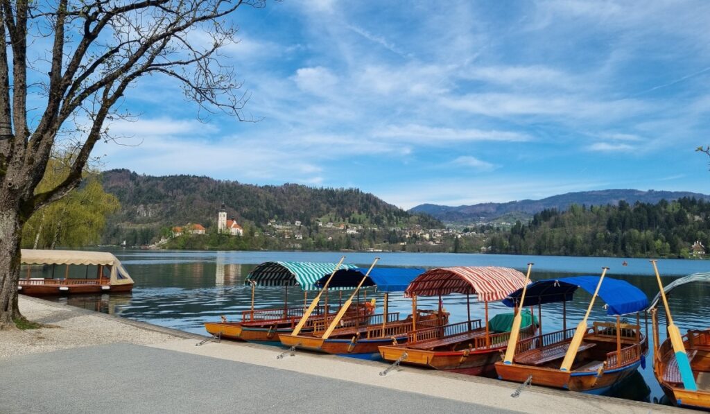 Traditional wooden pletna boats with colorful striped canopies are docked along the shore of Lake Bled, with a view of the island church and surrounding forested hills in the distance. A tree frames the left side of the peaceful lakeside promenade under a vibrant blue sky.