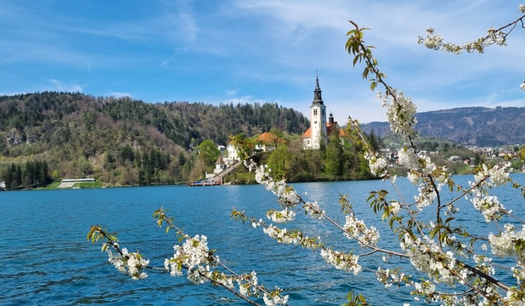 A view of Bled Island and the Church of the Assumption framed by blooming white cherry blossoms in the foreground. The vibrant blue water of Lake Bled contrasts with the lush green hills and forested slopes under a clear spring sky.