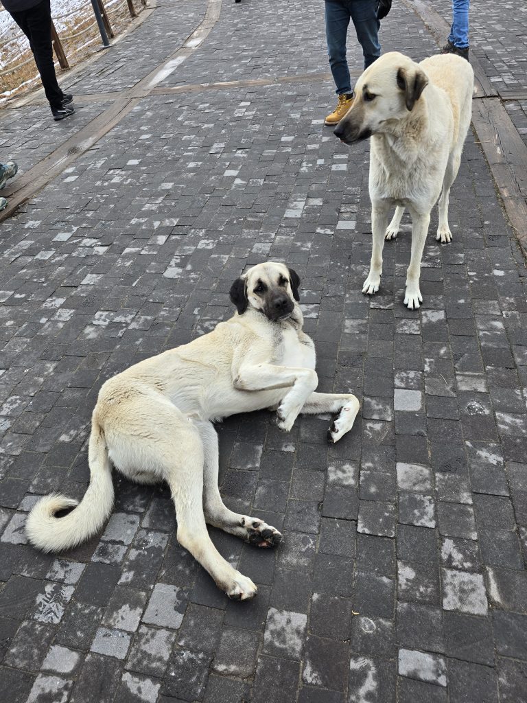Two large, light-colored Anatolian Shepherd dogs interact on a cobblestone walkway, one lying down and the other standing nearby, surrounded by casually dressed tourists. The relaxed dogs add a local and friendly vibe to a wintery Cappadocia scene.