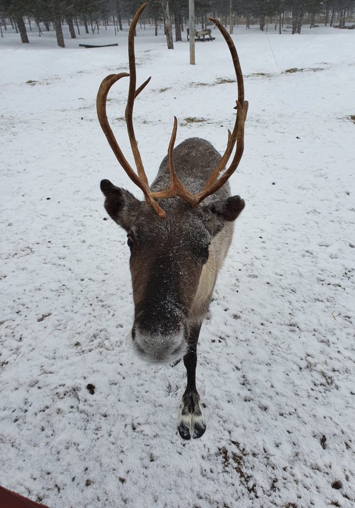 A reindeer with large antlers stands close to the camera in a snowy enclosure.
