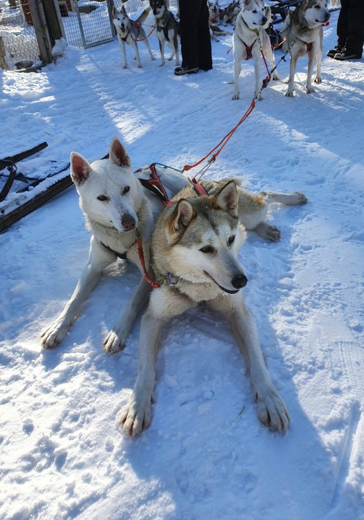 Two huskies in red harnesses lie in the snow while the rest of their sled dog team waits behind them.