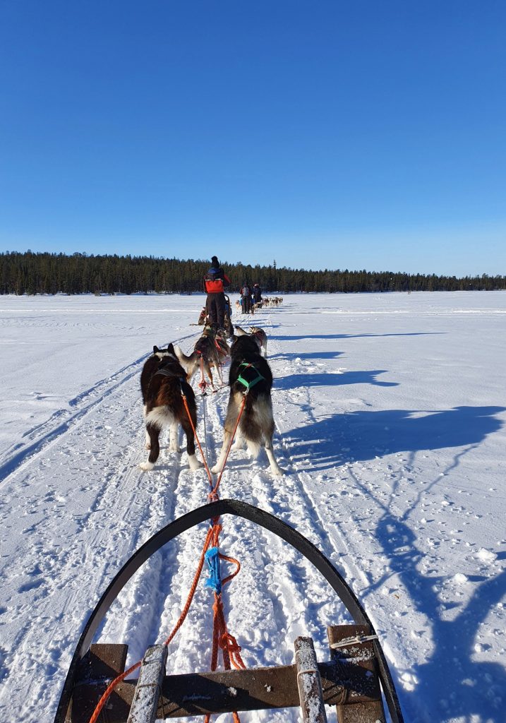 A sled dog team pulls a sled across a wide frozen lake under a clear blue sky, with snowy forest in the distance.