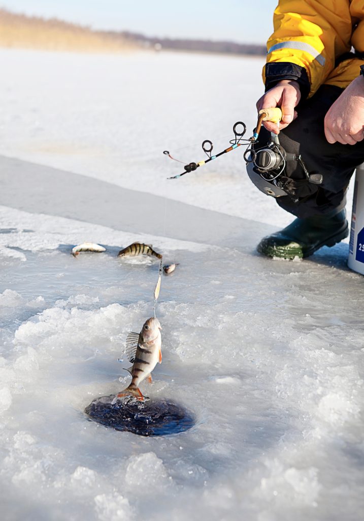 A person in a yellow jacket pulls a small striped fish through an ice fishing hole on a frozen lake.