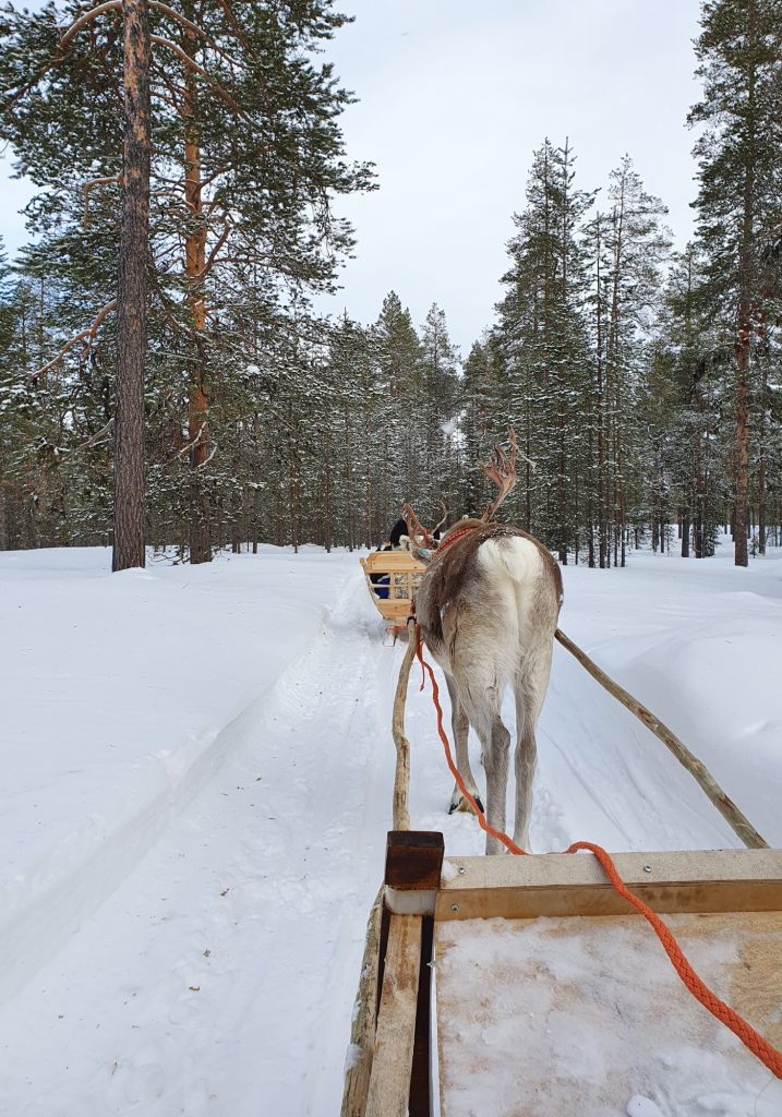 A reindeer pulls a wooden sleigh along a snowy trail through a pine forest.