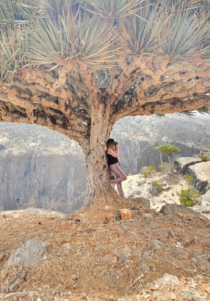leaning against the wide trunk of a dragon blood tree on a rocky cliff. The tree’s dense umbrella shaped canopy frames a dry mountain canyon with more dragon blood trees in the distance.
